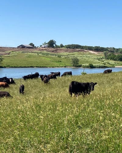 Pasture with multiple grazing cattle